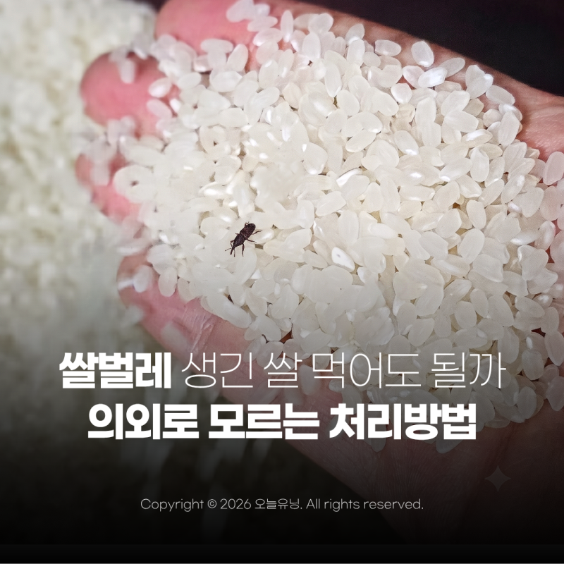 쌀벌레 생긴 쌀 먹어도 괜찮을까 의외로 모르는 처리방법