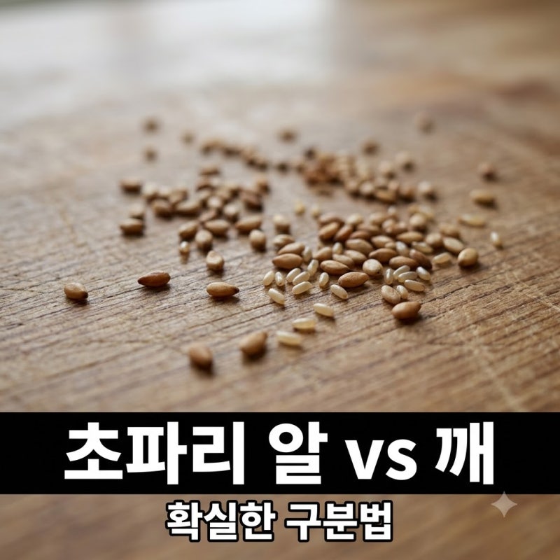 "참깨 쏟은 줄 알았는데.." 초파리 알과 깨 구분법 모르면 겪는 일