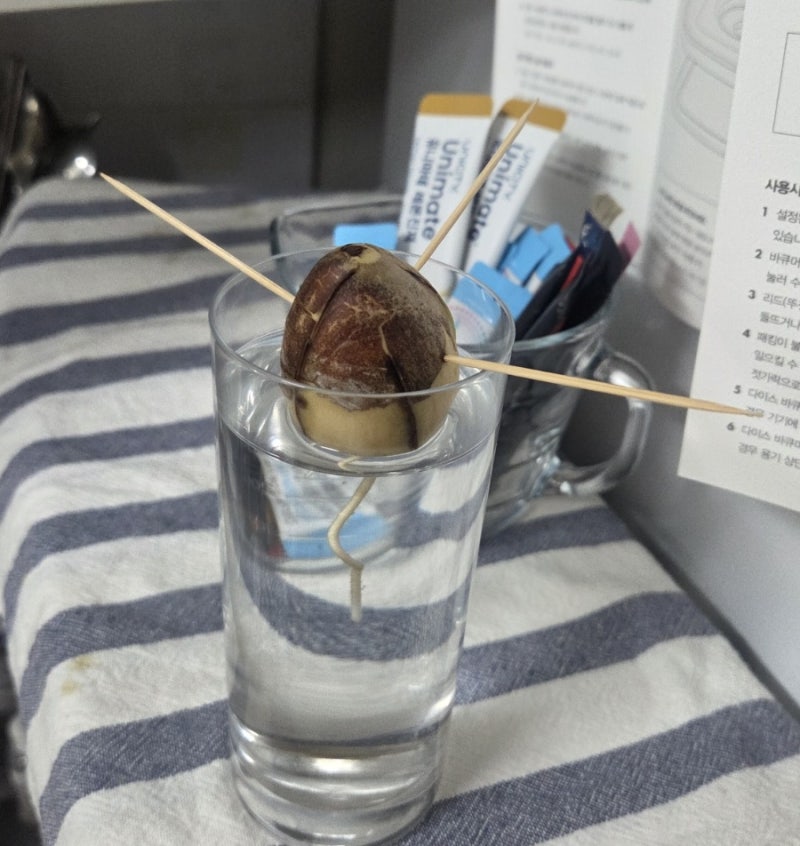 버리려던 아보카도 씨앗 키우기 1년, 물에서 시작해 화분까지 키워본 기록