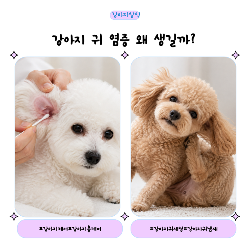 강아지 귀 염증 원인은? 세균 번식 이유부터 증상·관리방법까지