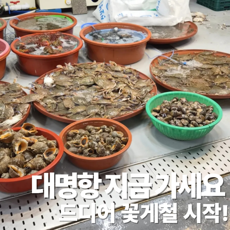 2026 김포 대명항 꽃게 맛집,금어기 끝나고 다녀온 대명항 수산시장 오픈런 후기