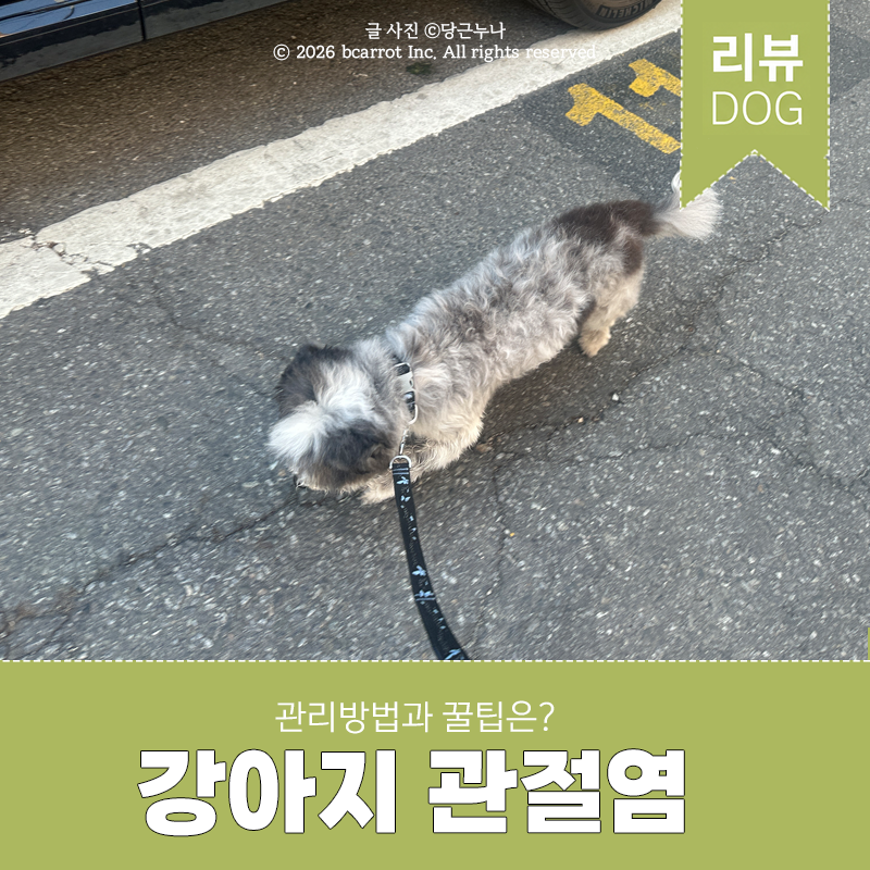 강아지 관절염 증상과 원인 18살 관리법