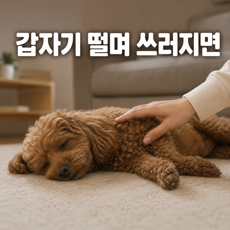 강아지 경련 발작 증상과 대처, 동물병원 가야 하는 기준과 기록 방법
