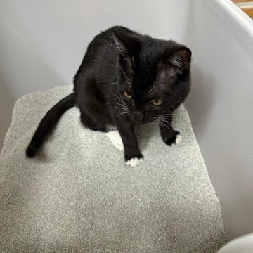 고양이 방광염 증상, 혈뇨부터 응급신호까지 체크