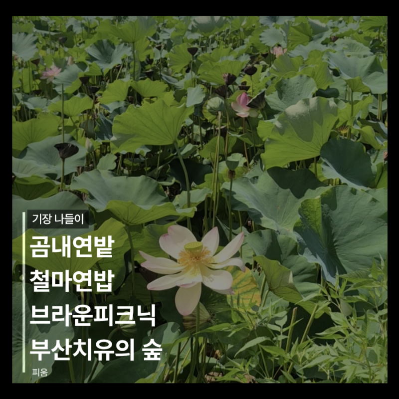 기장 나들이 | 곰내연밭 철마연밥 브라운피크닉 부산치유의 숲