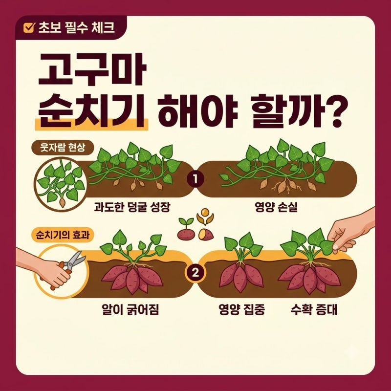 고구마 순치기 해야 할까?, 농사 초보가 궁금해하는 관리 기준