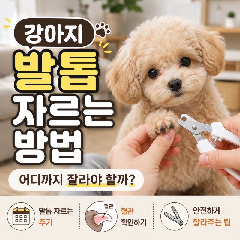 강아지 발톱 자르는 방법, 어디까지 잘라야 할까?(발톱 자르는 주기, 혈관 확인)