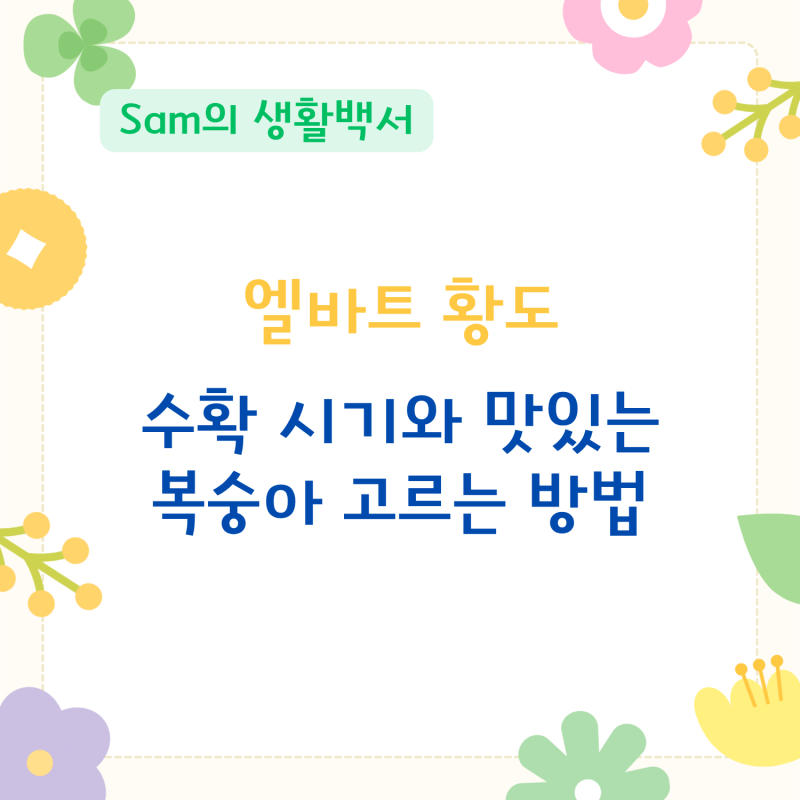 엘바트 황도 수확시기와 맛있는 복숭아 고르는 법 5가지