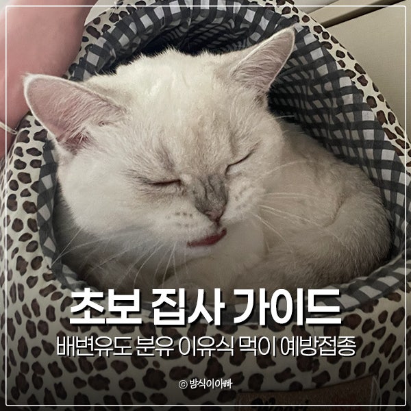 초보 집사 가이드 : 새끼고양이 배변유도 분유 이유식 먹이 예방접종