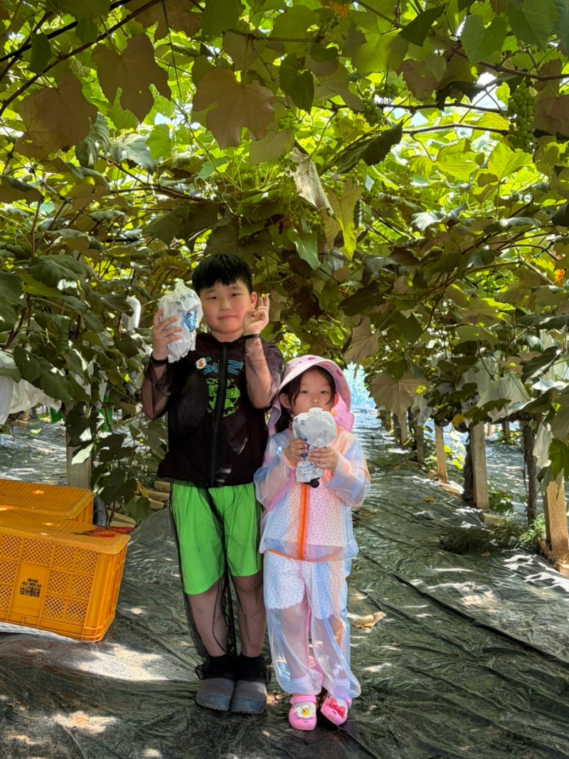 포도 사지말고 따세요! 송산 포도 농장체험(예약방법부터 체험후기)