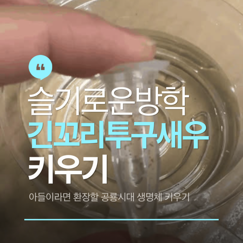 긴꼬리 투구새우 (트리옵스)키우기 초등 아들 방학숙제로 너무 추천