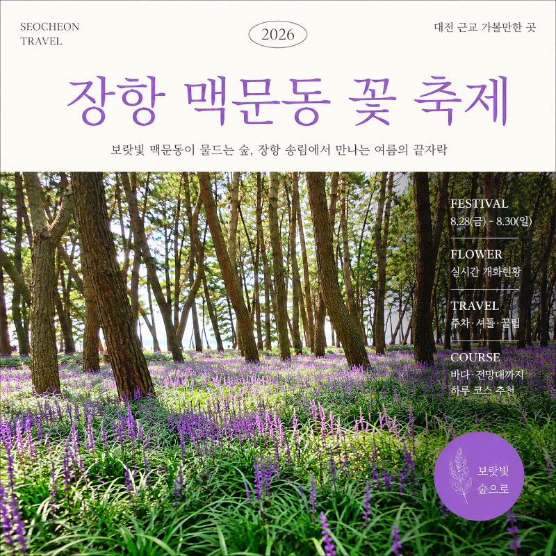 지금 가도 꽃 볼 수 있을까? 2026 서천 장항 맥문동 꽃 축제 개화상황 주차