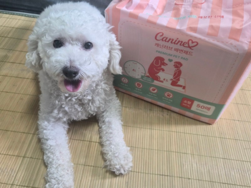 강아지 배변패드 고민 끝! 캐닌러브 배변패드 솔직 사용 후기