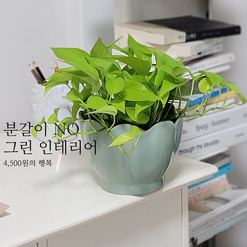 형광 스킨답서스 키우기 쉬운 식물 물주기 ft. 파주 조인폴리아