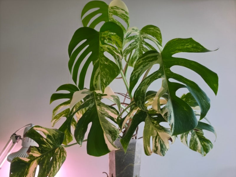알보 몬스테라 잎사귀는 왜 비대칭일까? 관엽식물 키우기 Why Are the Leaves of Albo Monstera Asymmetric....