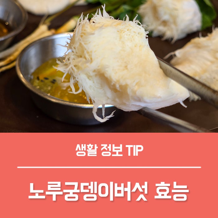 노루궁뎅이버섯 효능 TOP4, 중년부터 관심 갖는 이유?