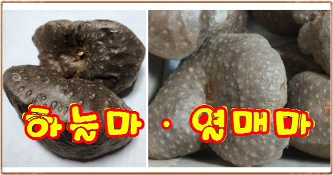 마 특징·효능·먹는 법·보관법, 하늘마 열매마 줄기마(마과 식물), 줄기에 달리는 신기한 마!