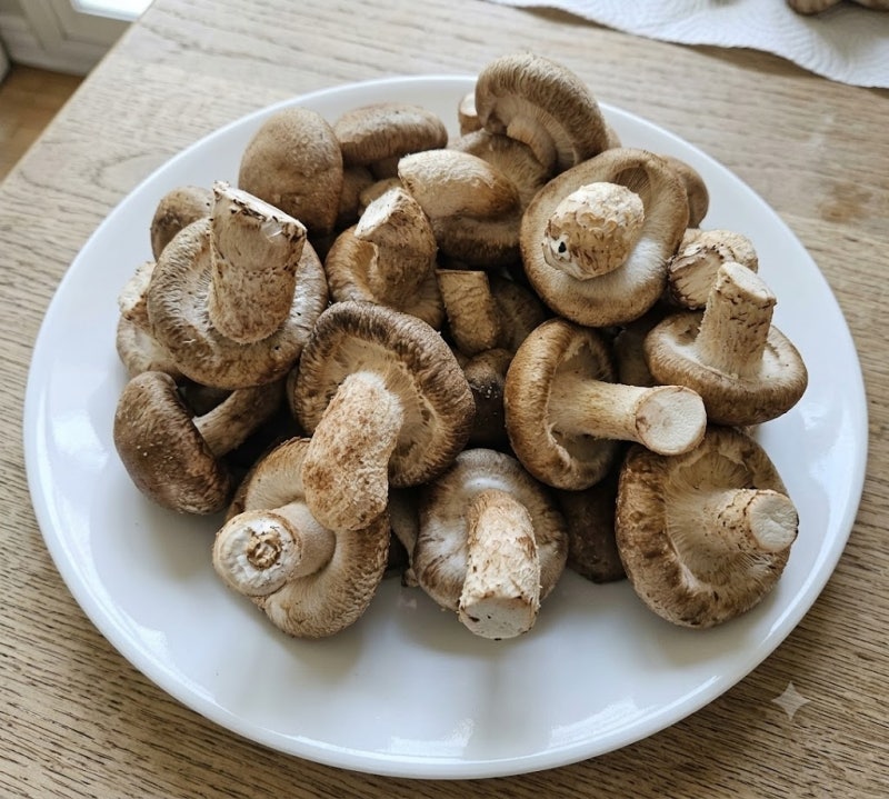 송화버섯 제철 효능부터 손질법, 보관법 총정리! 송이버섯 표고 버섯 차이점과 맛있게 먹는....