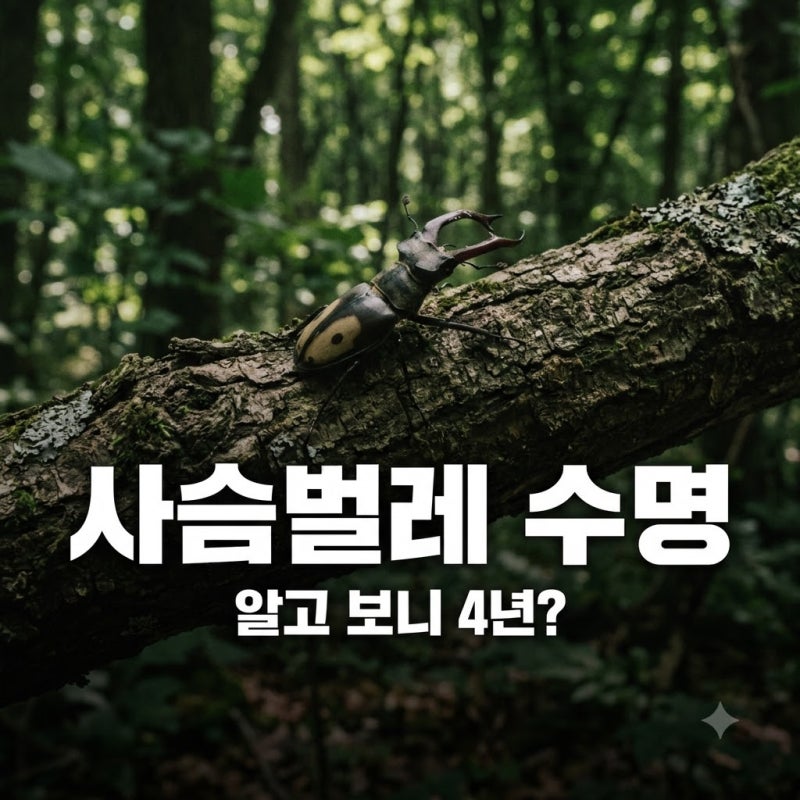 제주도에만 산다는 '두점박이사슴벌레'.. 알고 보니 수명이 4년이나?
