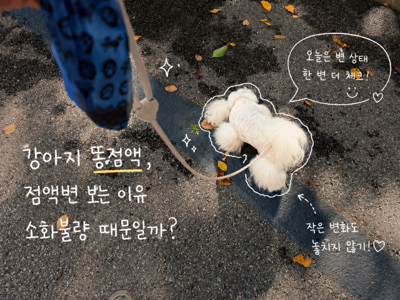 강아지 똥점액, 점액변 보는 이유 소화불량 때문일까?