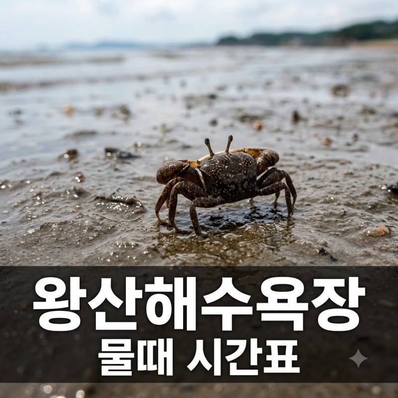 "물 빠지는 시간 몰라 낭패?" 왕산해수욕장물때시간표 미리 체크 안 하면 생기는 일