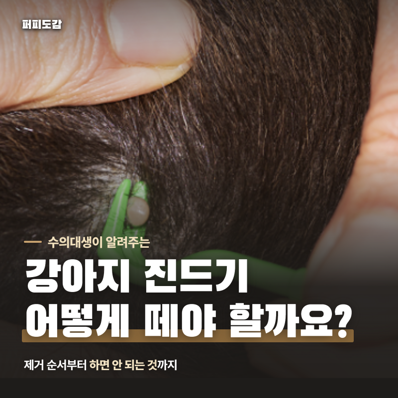 강아지 진드기 물렸을 때 떼는 법, 하면 안 되는 행동과 병원 가야 하는 경우