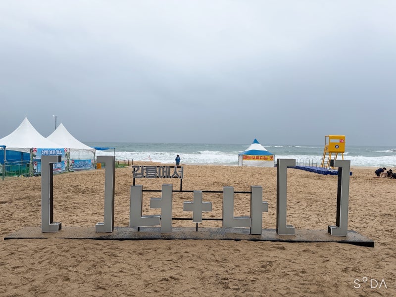 강릉 애견동반 여행 I 비오는 날 강아지들과 함께한 사근진해변·경포해수욕장·애견동반카....
