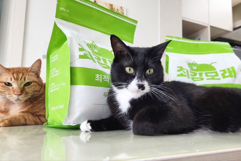 고양이화장실 오줌냄새나는 이유와 고치는 방법
