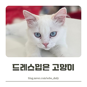 드레스입은 고양이 고양이가 있는 신정호 카페 아이와 함께 아산 가볼만한 곳