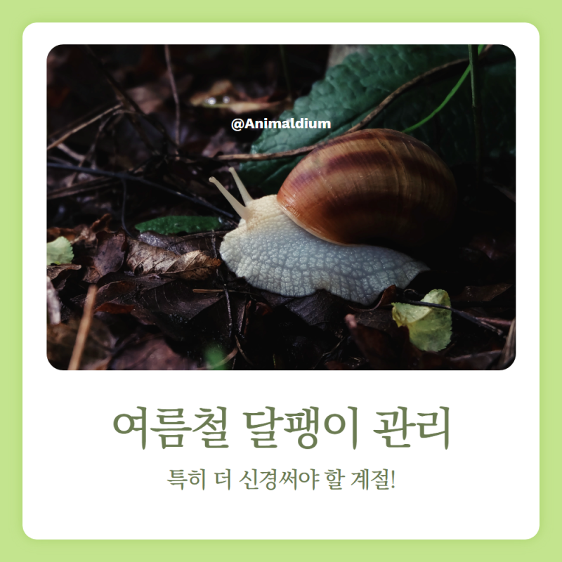 여름철 명주달팽이 키우기 주의사항｜온도·습도·먹이 관리