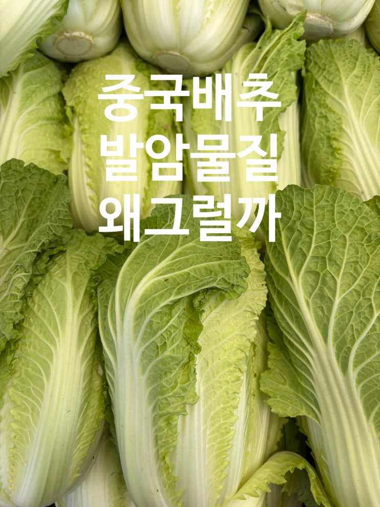 중국 배추에서 <b>포름알데히드</b> 사용 확인