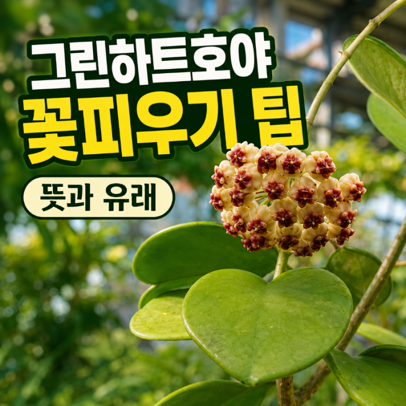 그린하트호야 꽃피우기 꿀팁.이름의 뜻과 유래