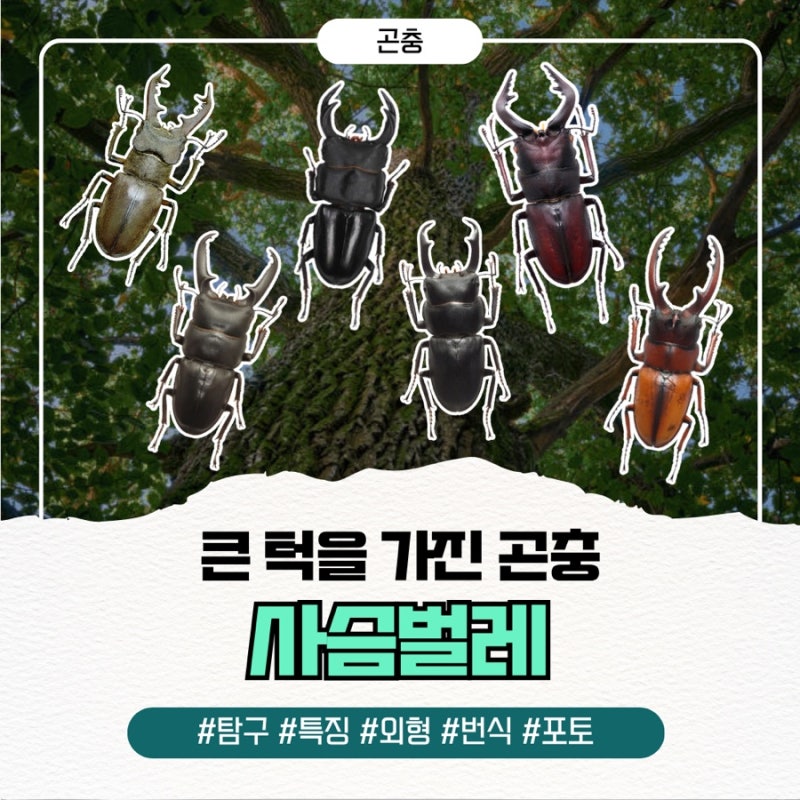 한국 사슴벌레 종류 특징 수컷 암컷 먹이 수명
