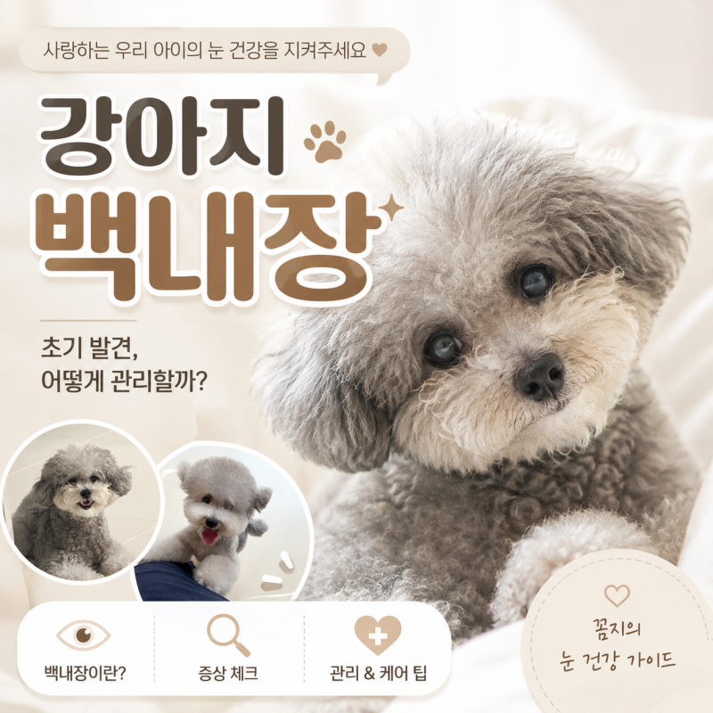 강아지 백내장 초기발견, 치료보다 정기적인 눈 검사가 중요한 이유