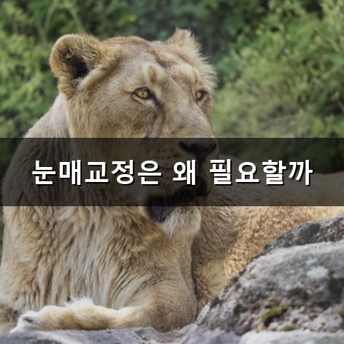 눈매교정 붓기와 회복 기간 알아보는 시간