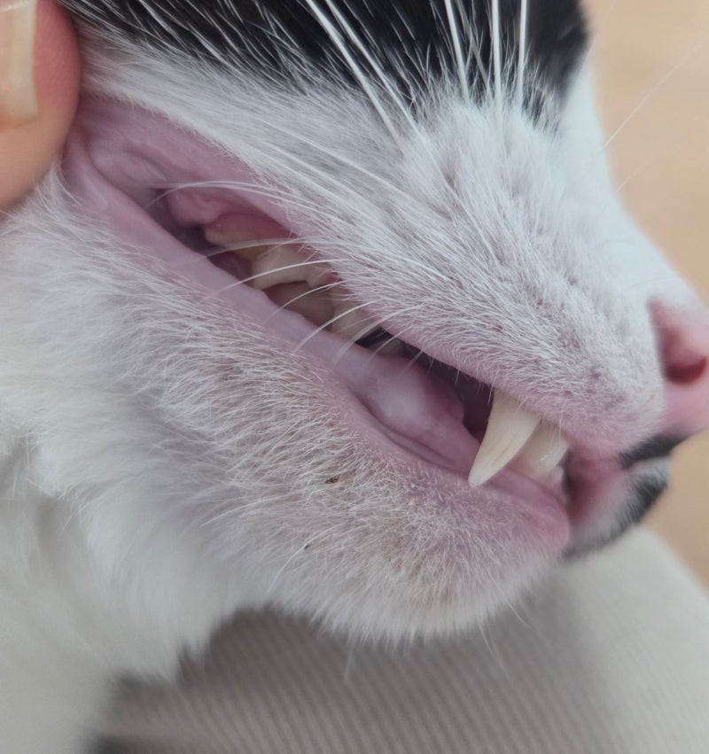 고양이 치주염 스케일링 총비용, 농협 펫 보험 청구 후기