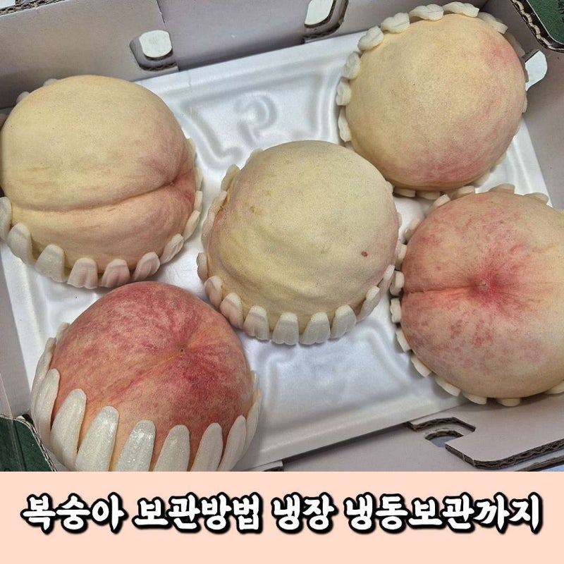 복숭아 보관법 품종별 후숙부터 냉장 냉동 보관까지