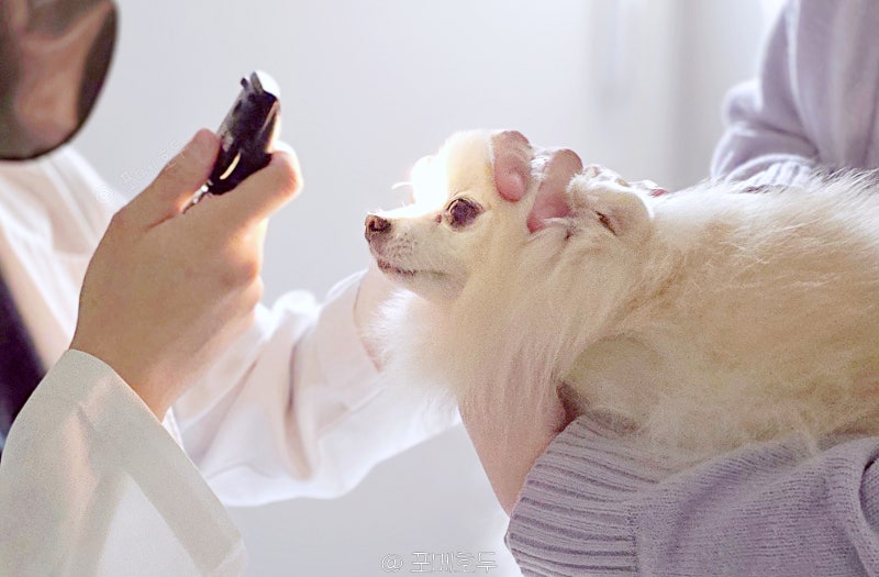 강아지 백내장 수술 비용 부담, 안약으로 늦출 수 있을까?