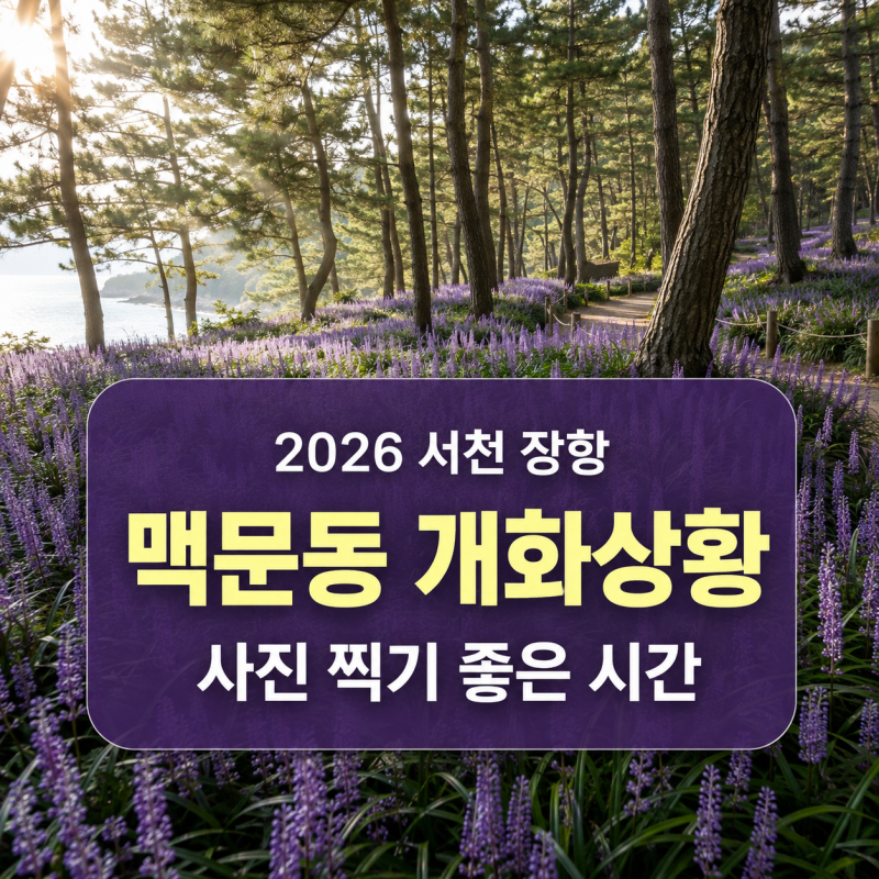 2026 서천 장항 맥문동 개화상황, 사진 찍기 좋은 시간