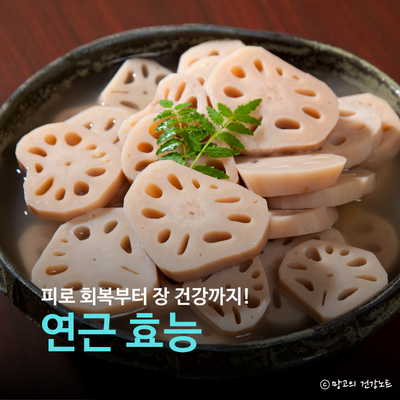 연근 효능 부작용 영양성분 및 먹는법 주목!ㅣ우엉 차이점