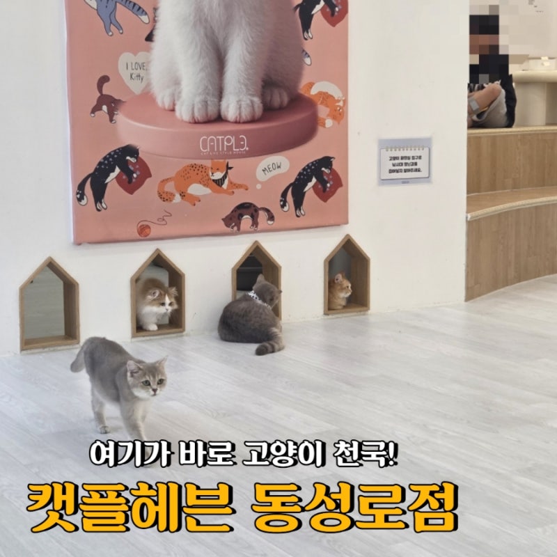 대구 동성로 고양이카페 캣플헤븐 | 귀여운 냥이들과 힐링하고 온 날