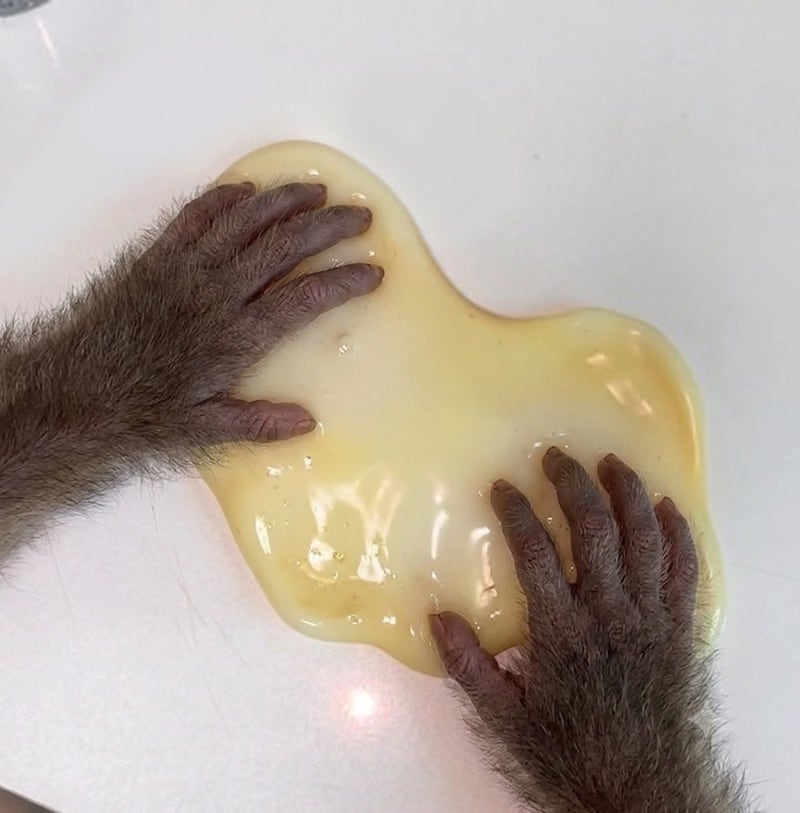 [여수] 말랑이성지 감자떡 물감자 슬랑이 말랑이 리뷰