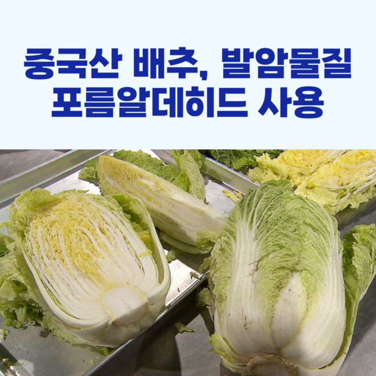 <b>중국</b>산 <b>배추</b>, <b>발암물질</b> 포름알데히드 사용 논란!