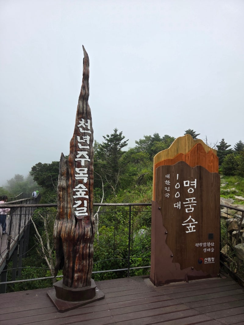 평창 발왕산 케이블카& 천년주목숲길, 대관령코스터 | 평창 가볼만한 곳