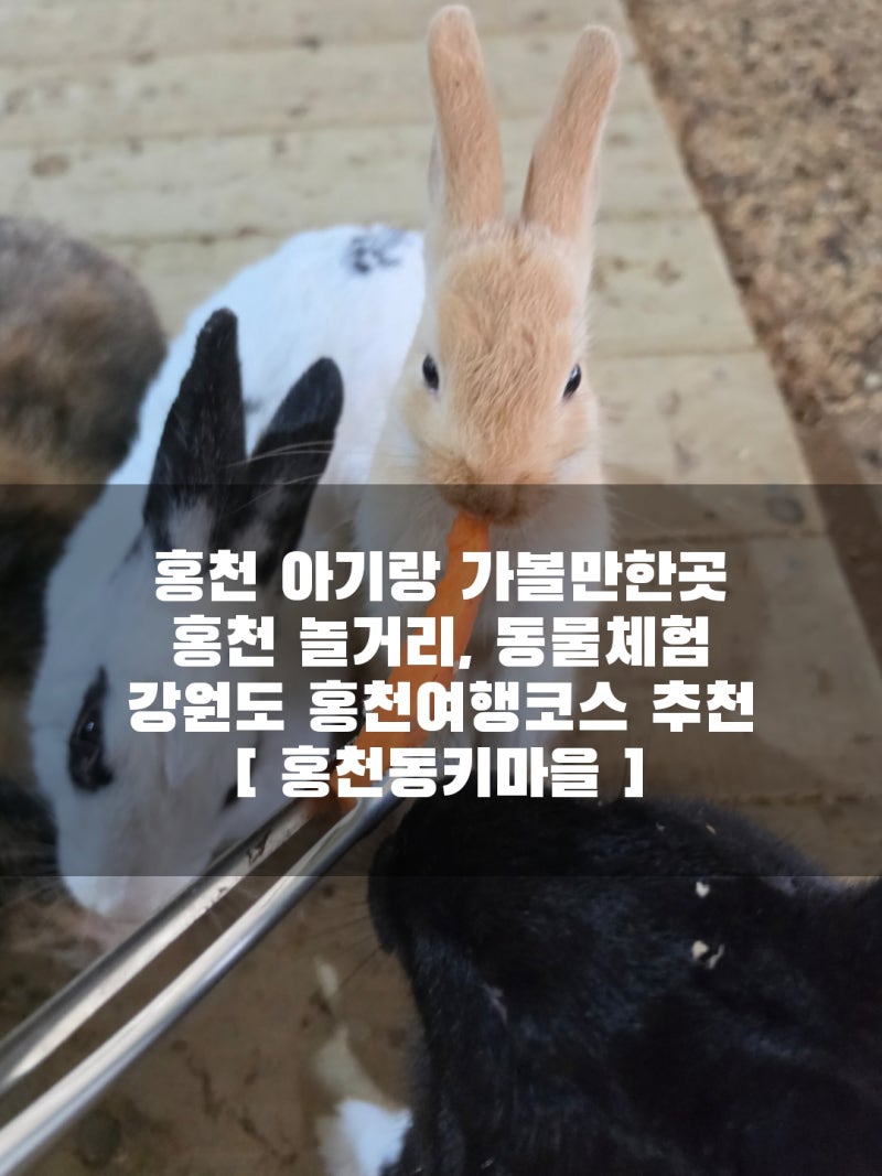 강원도 가족여행 홍천 아기랑 가볼만한곳 / 홍천 놀거리, 홍천 동물먹이주기체험, 당나귀타....