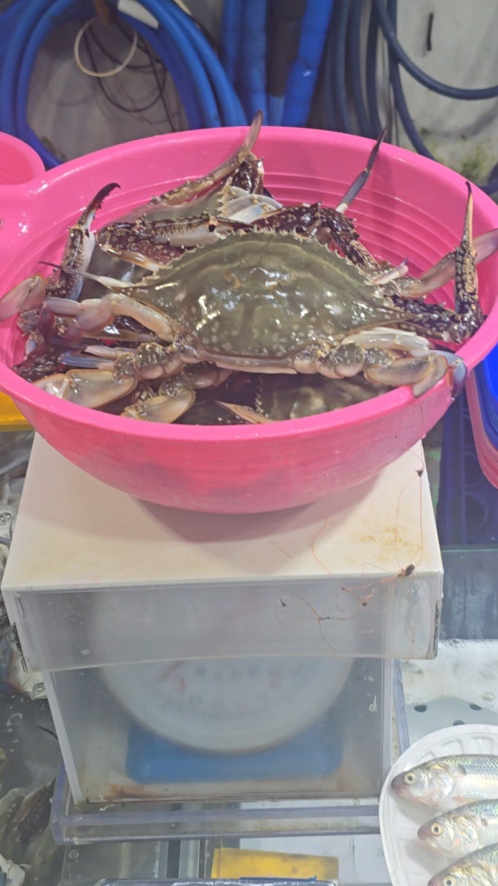 궁평항 수산물센타 꽃게 전문점 진주네