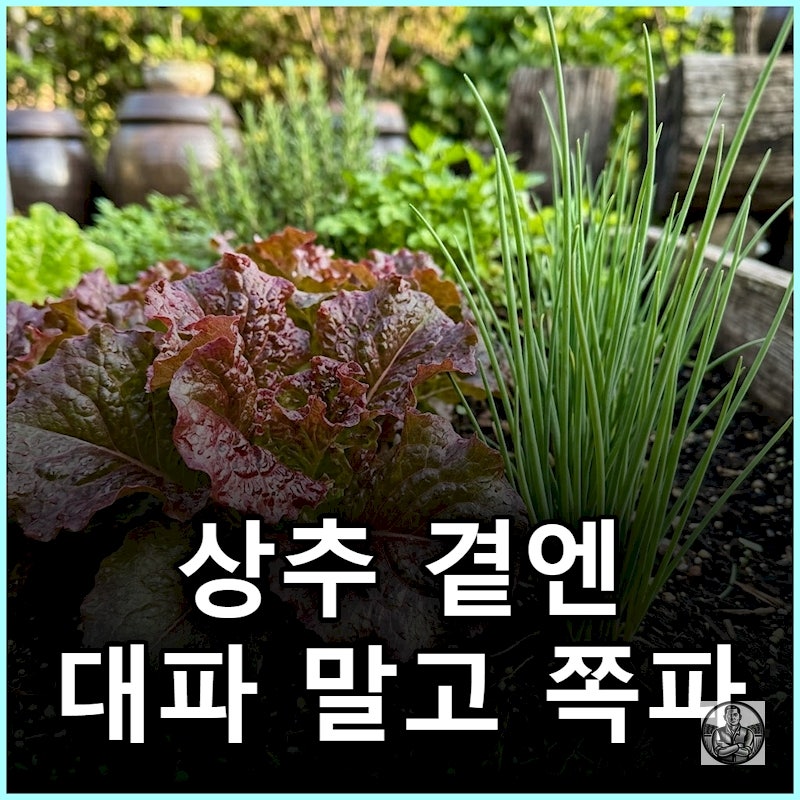 배추 심고 남은 좁은 밭, 가을 상추 동반식물은 대파 말고 수확 주기 40일 똑같은 쪽파가 정답