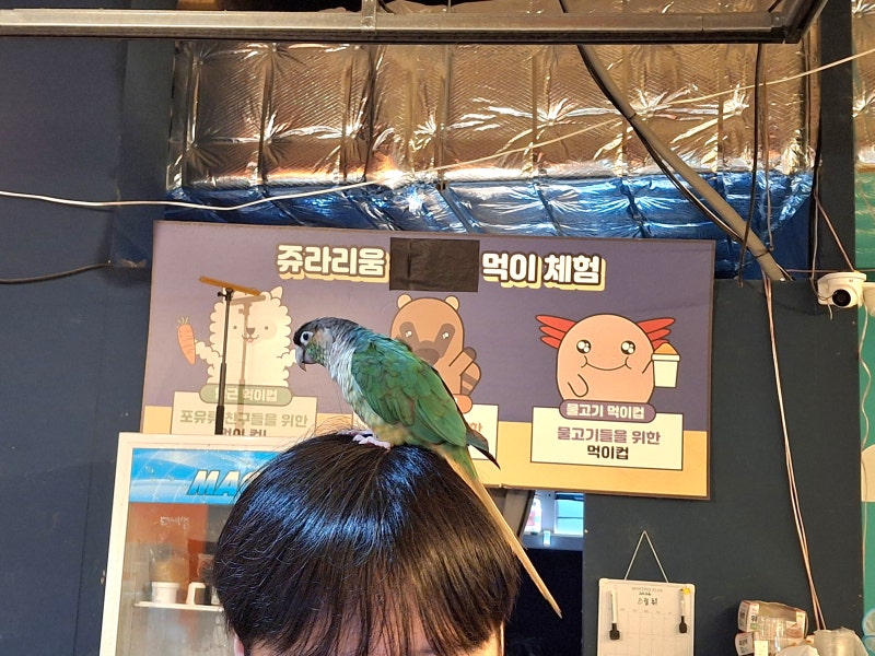 세종 가볼만한곳 키즈카페와 실내동물원 쥬라리움 후기, 아기랑 초등 놀거리부터 실내데이....
