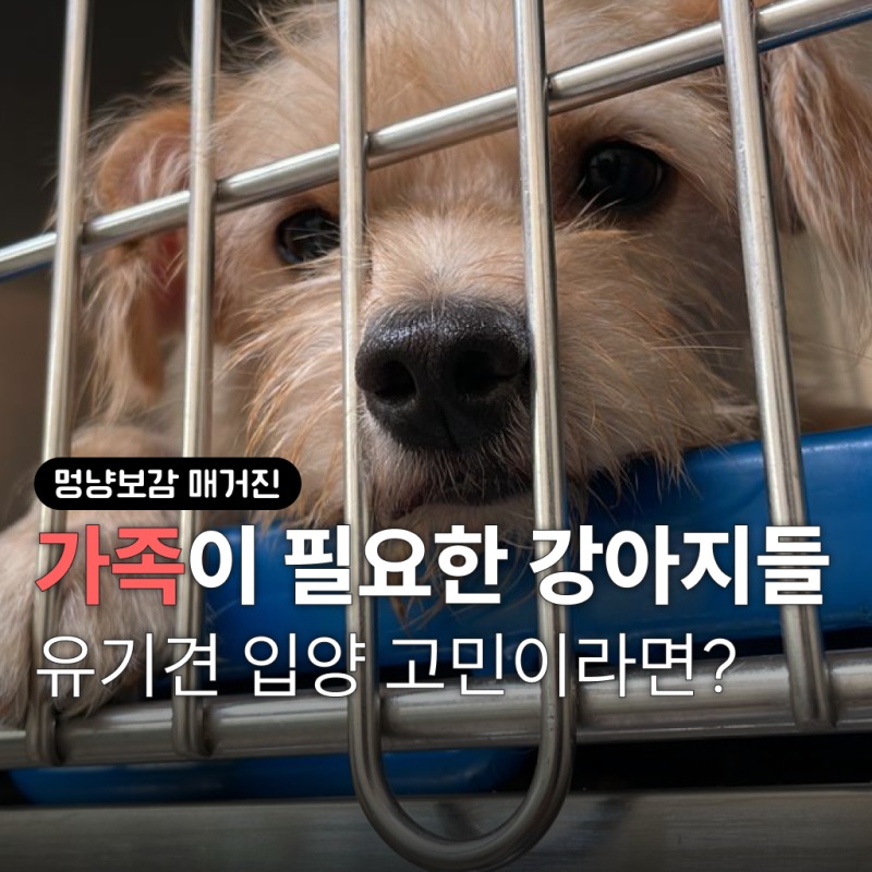 한 걸음 늦게 만난 가족, 국내 유기견 입양 후 달라진 일상