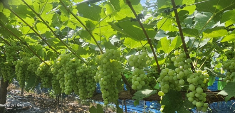 영천 청수포도 스파클링 와인, 어떻게 만들어질까?